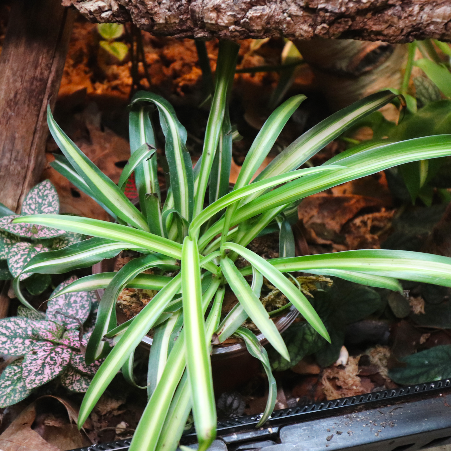 Spider Plant 4in