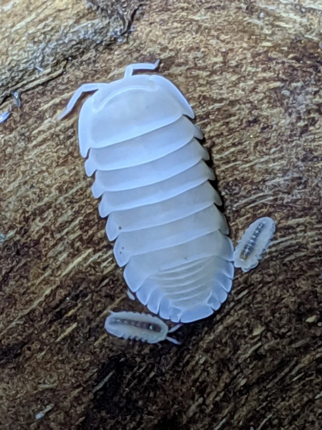 Glacier White Isopods (Cubaris murina "Glacier")