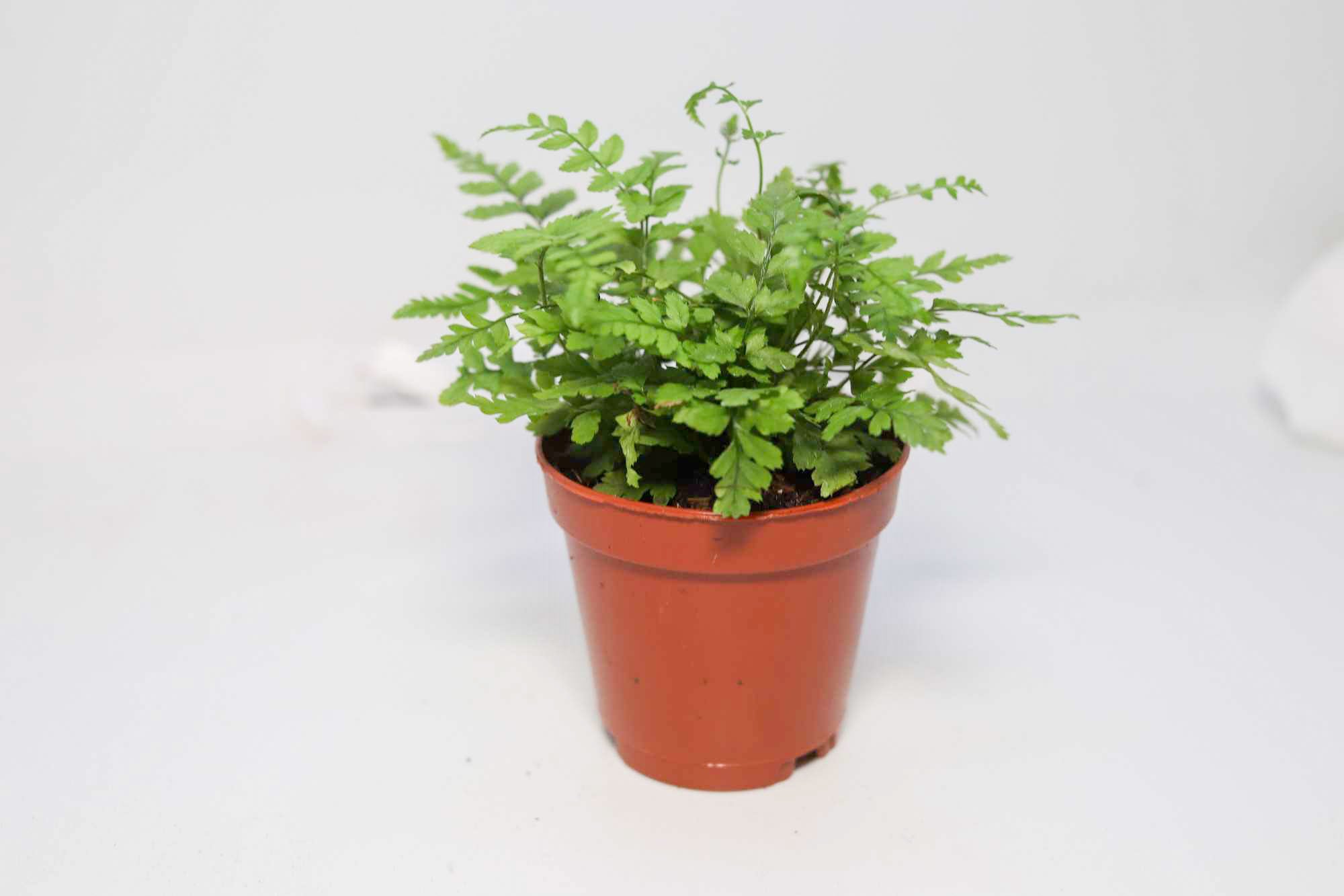 Austral Gem Fern [Asplenium Dimorphum] – Dakotah Blue Exotics