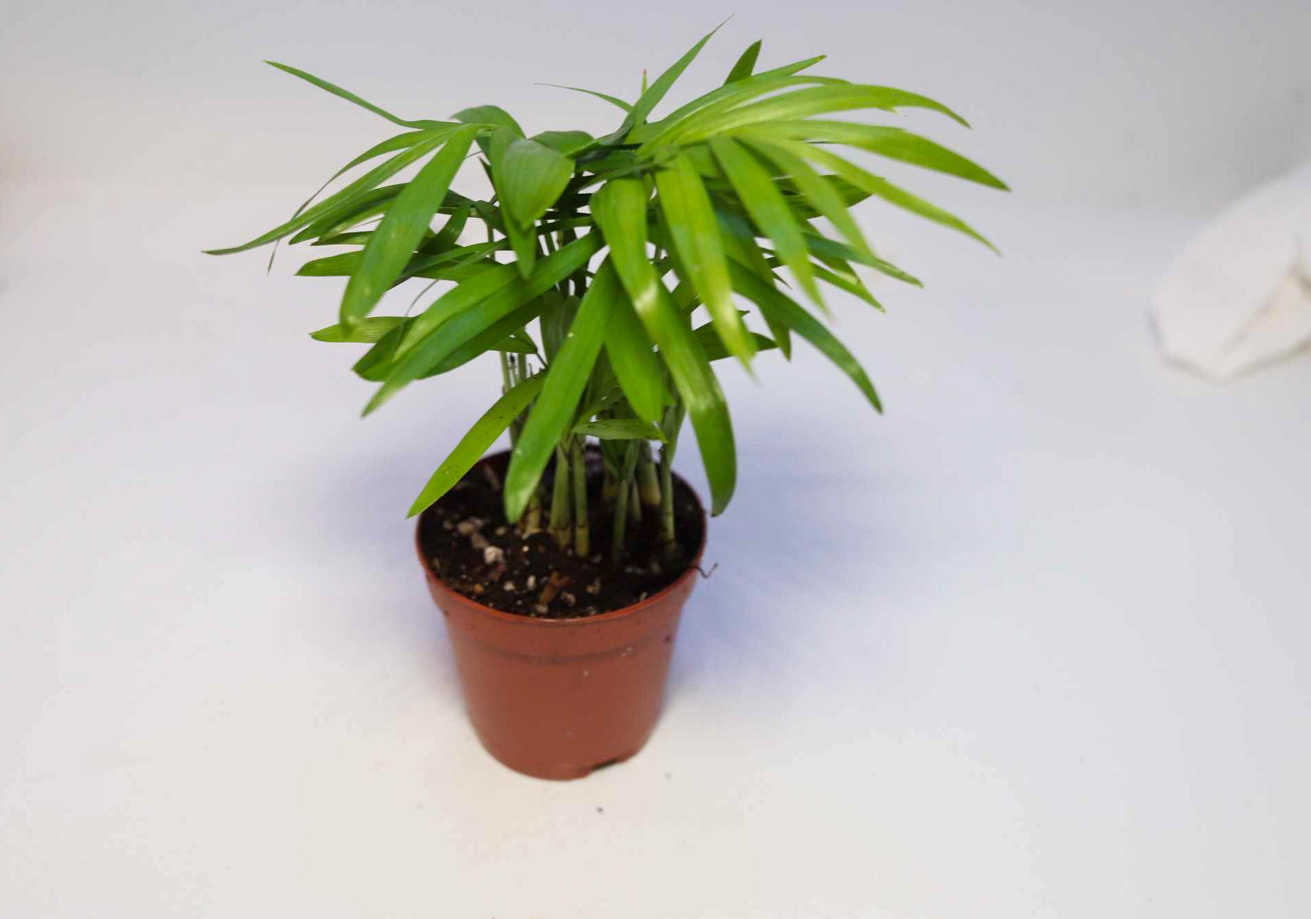 Neanthe Bella Palm [Chamaedorea Elegans] – Dakotah Blue Exotics