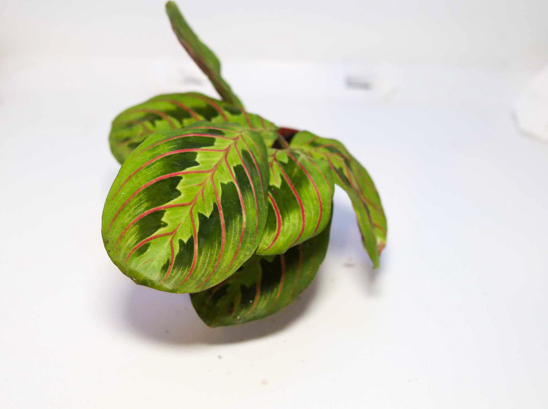 Prayer Plant [Maranta leuconeura] – Dakotah Blue Exotics