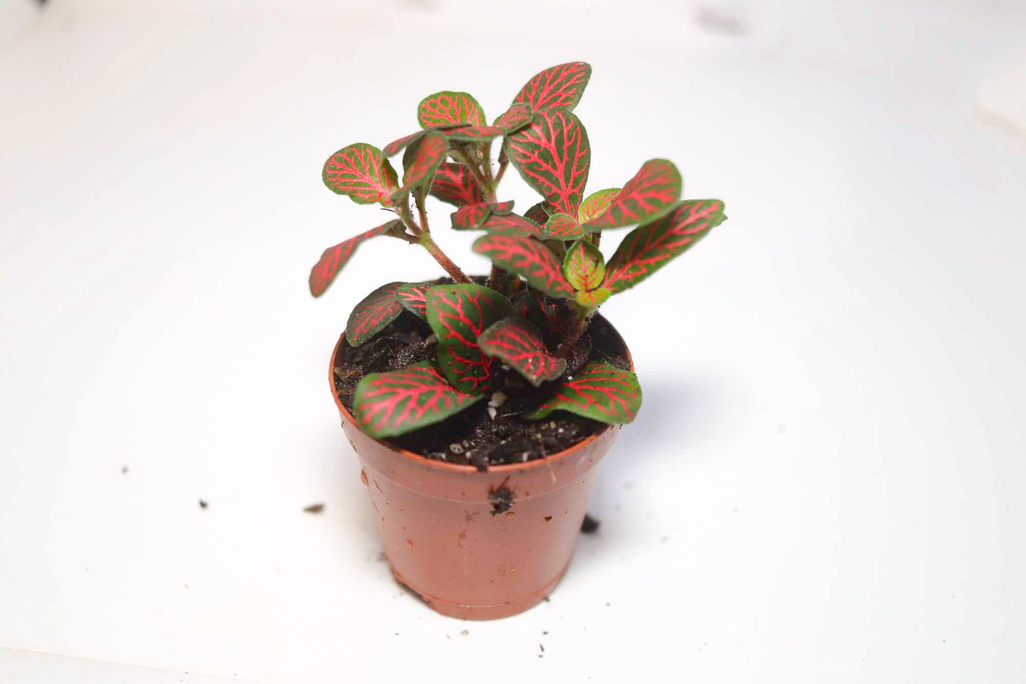 Nerve Plant [Fittonia Albivenis] – Dakotah Blue Exotics