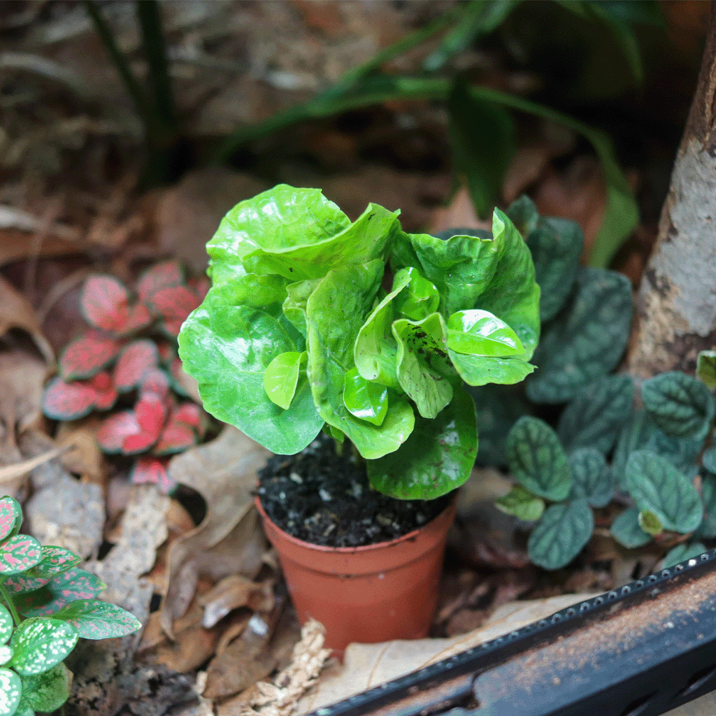 Arabica Coffee Plant [Coffea Arabica] – Dakotah Blue Exotics