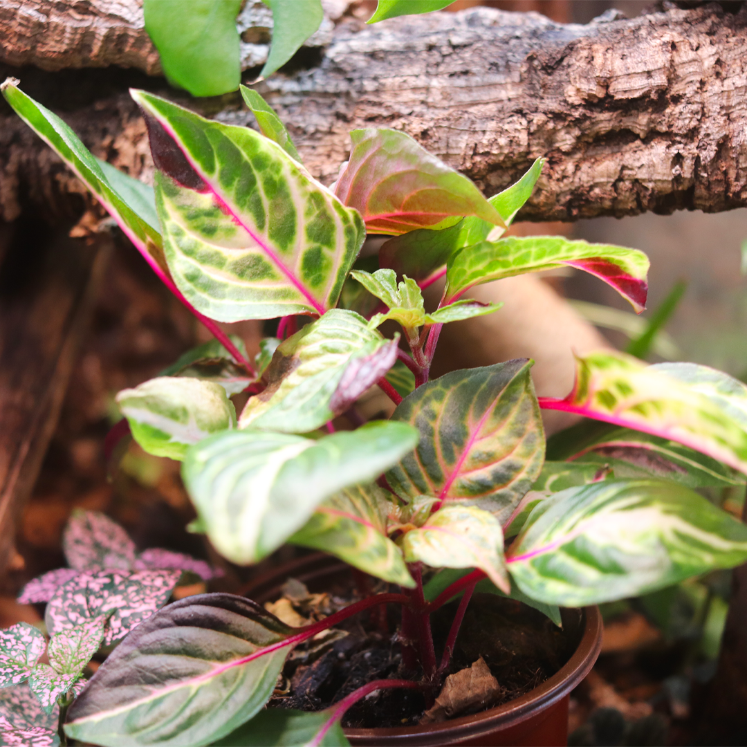 Blood Leaf Plant (Iresine herbstii) 4 Inch Pot