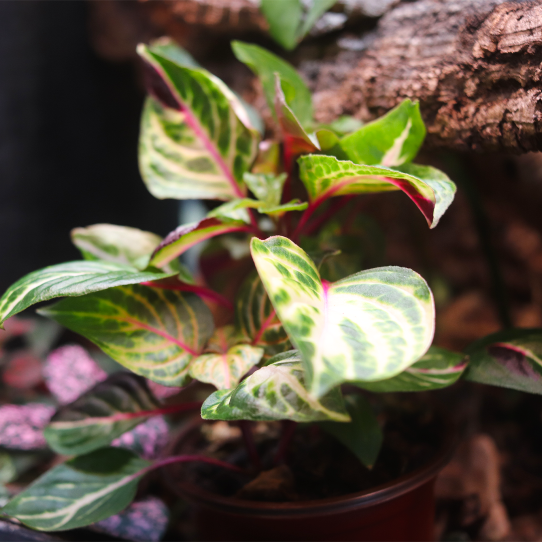 Blood Leaf Plant (Iresine herbstii) 4 Inch Pot