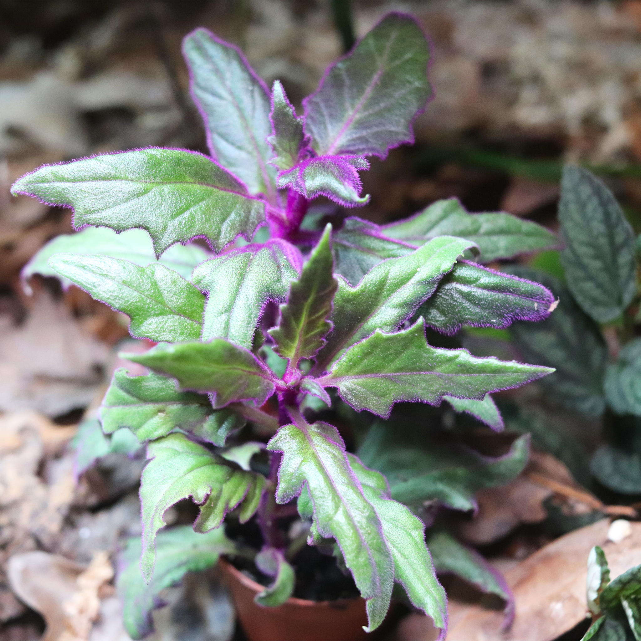 Purple Passion [Gynura Aurantiaca] – Dakotah Blue Exotics