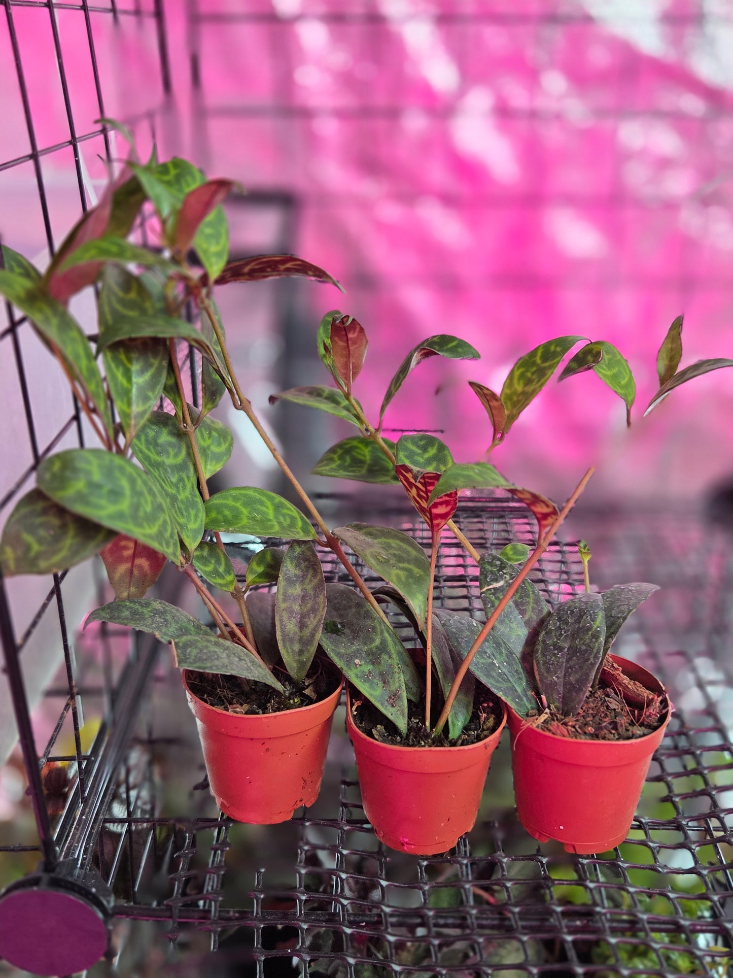 Black Pagoda Lipstick Plant Zebra Vine (Aeschynanthus Longicaulis)