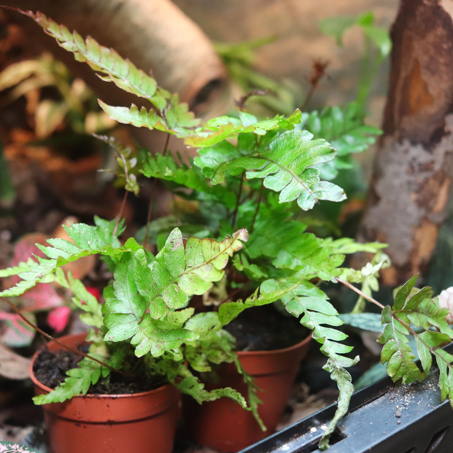 Tri-Color Fern