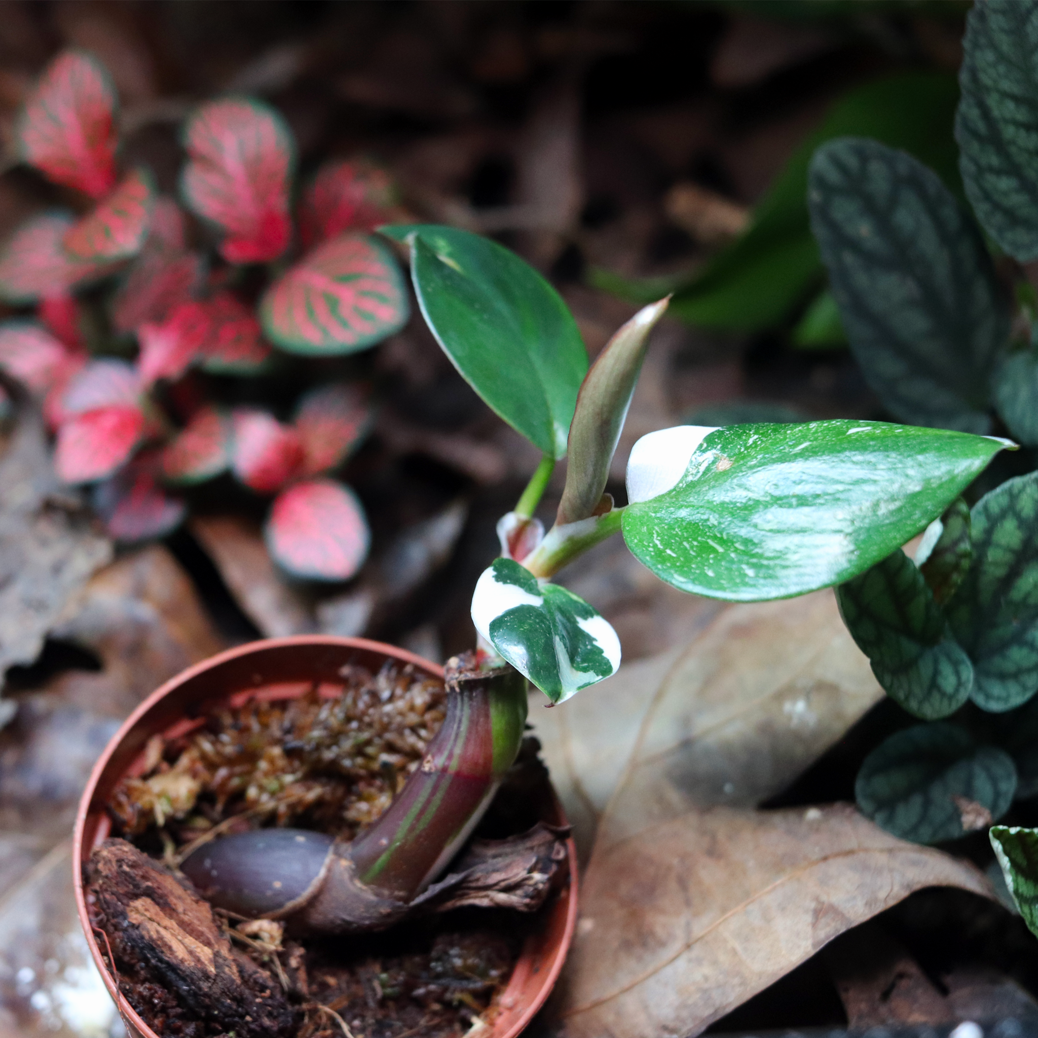 philodendron erubescens white knight White Knight Philodendron [Philodendron Erubescens] – Dakotah Blue Exotics