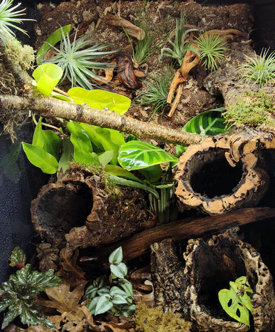 What Makes A Bioactive Enclosure?