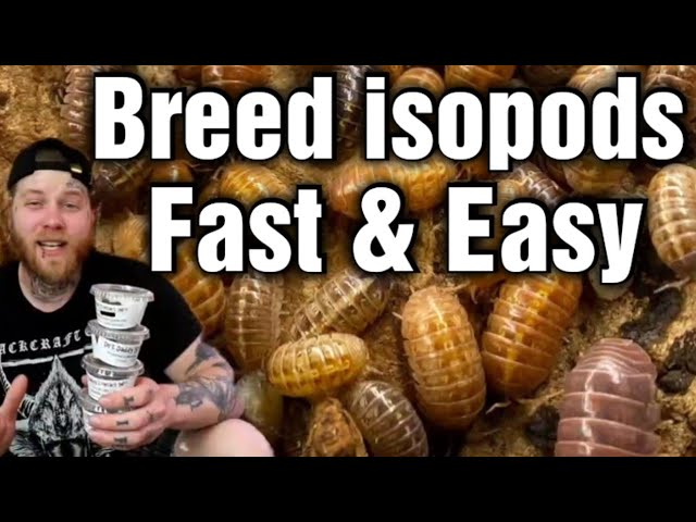 Powder Blue Isopod Care