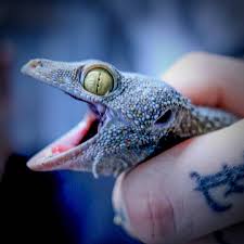 Tokay Gecko Morph Guide 2024