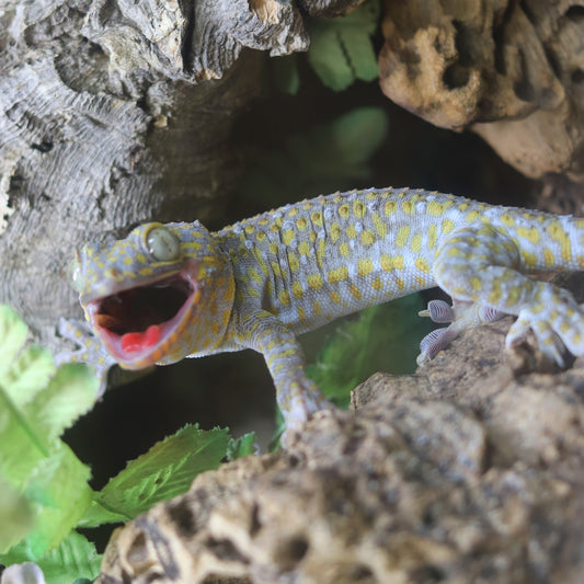 Tokay Gecko Care Guide 2024