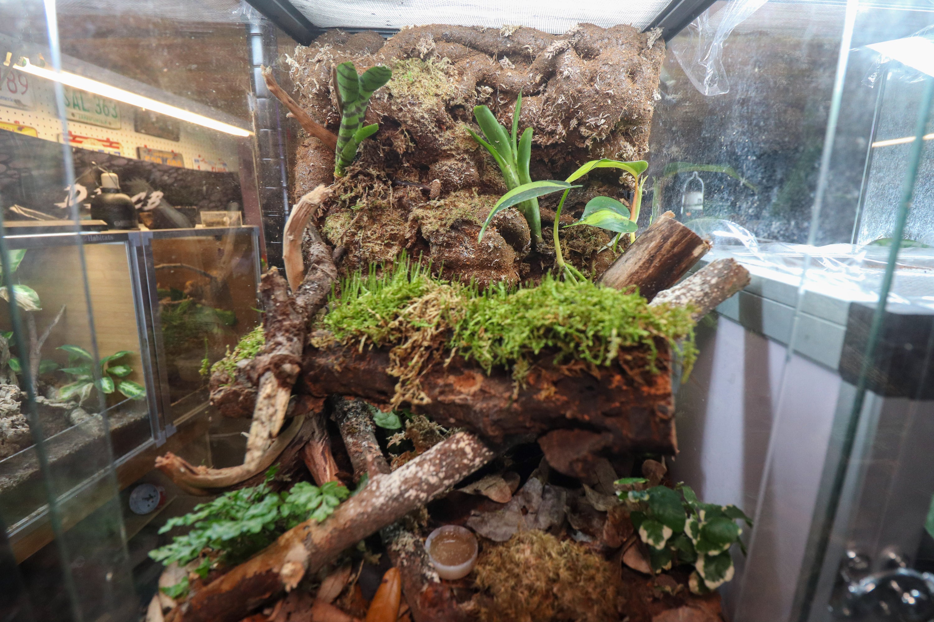 Collections – Dakotah Blue Exotics