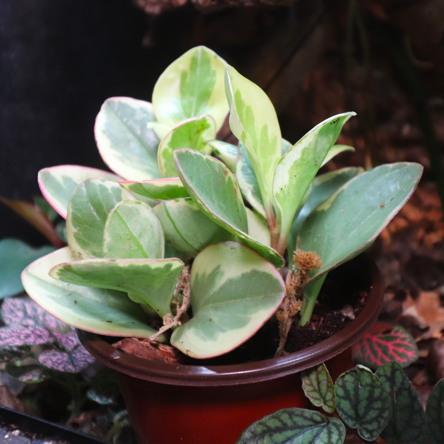 Baby Rubber Plant 4in