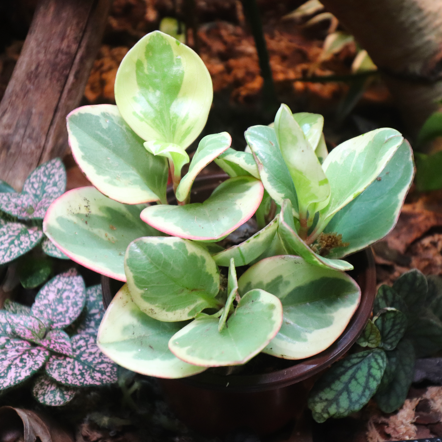 Baby Rubber Plant 4in