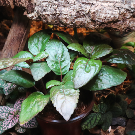 Purple Waffle Plant 4in
