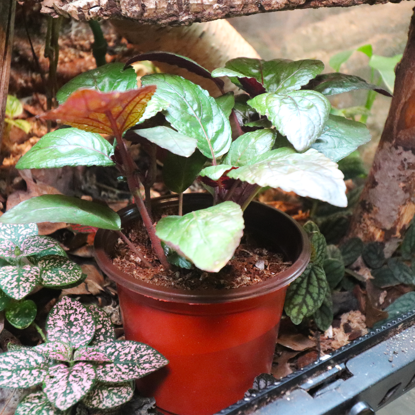 Purple Waffle Plant 4in