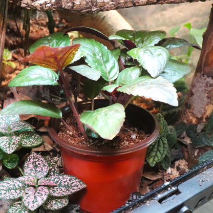 Purple Waffle Plant 4in