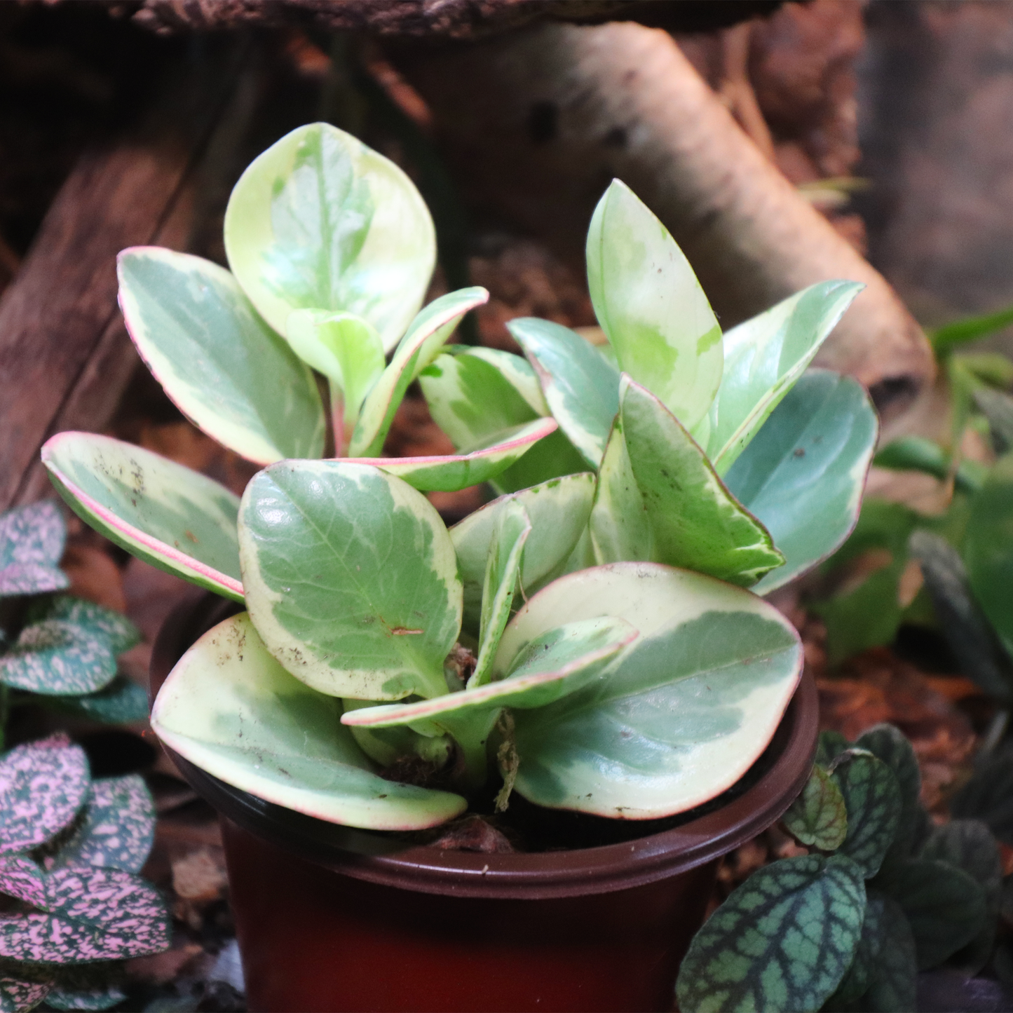 Baby Rubber Plant 4in