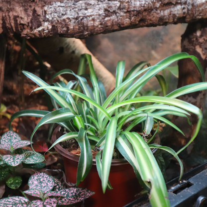 Spider Plant 4in
