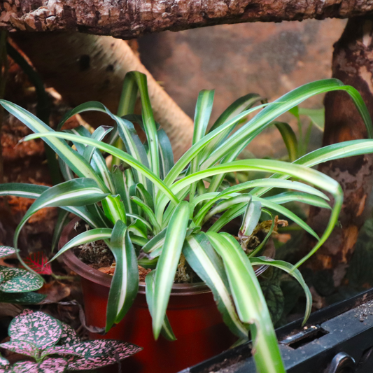 Spider Plant 4in