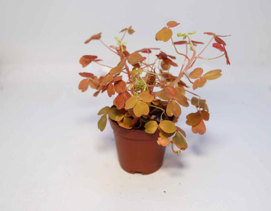 Sunset Velvet Shamrock Plant [Oxalis spiralis vulcanicola]
