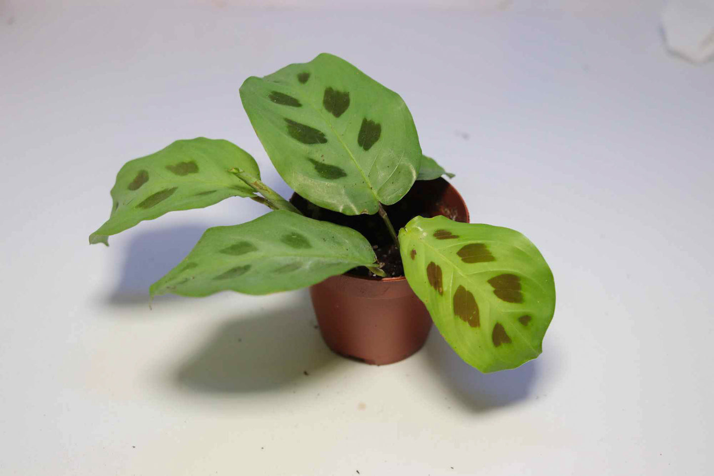 Prayer Plant [Maranta leuconeura]