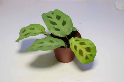 Prayer Plant [Maranta leuconeura]
