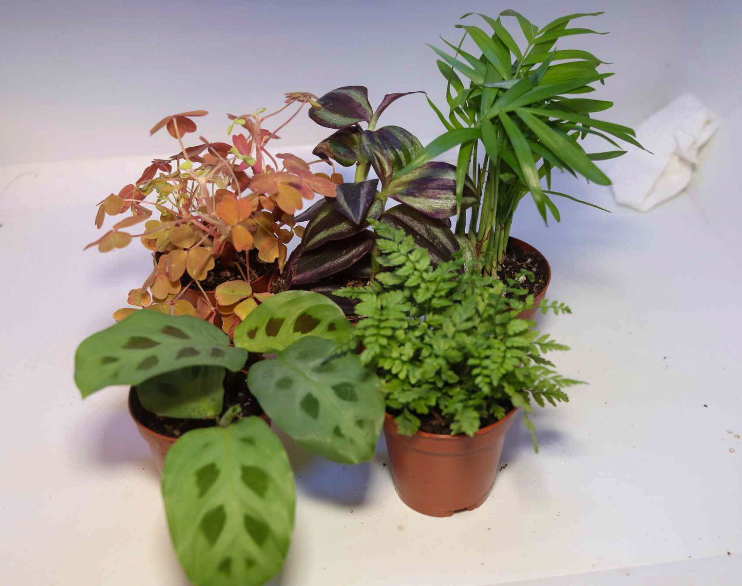 Plant Kit
