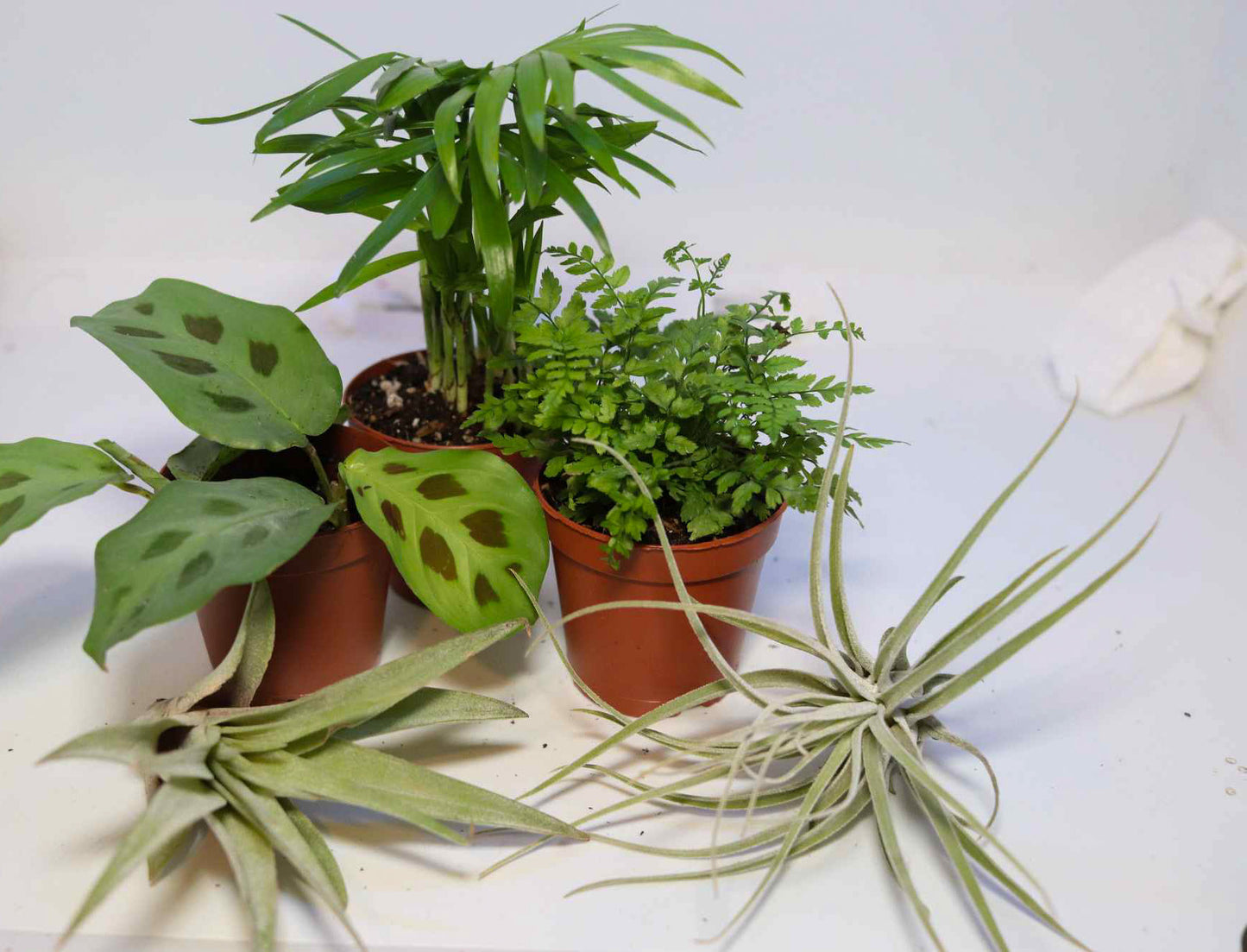 Plant Kit