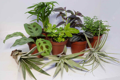 Plant Kit