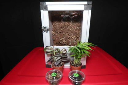 Premium Gecko Enclosure
