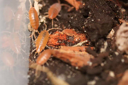 Powder Orange Isopods [Porcellionides Pruinosus]