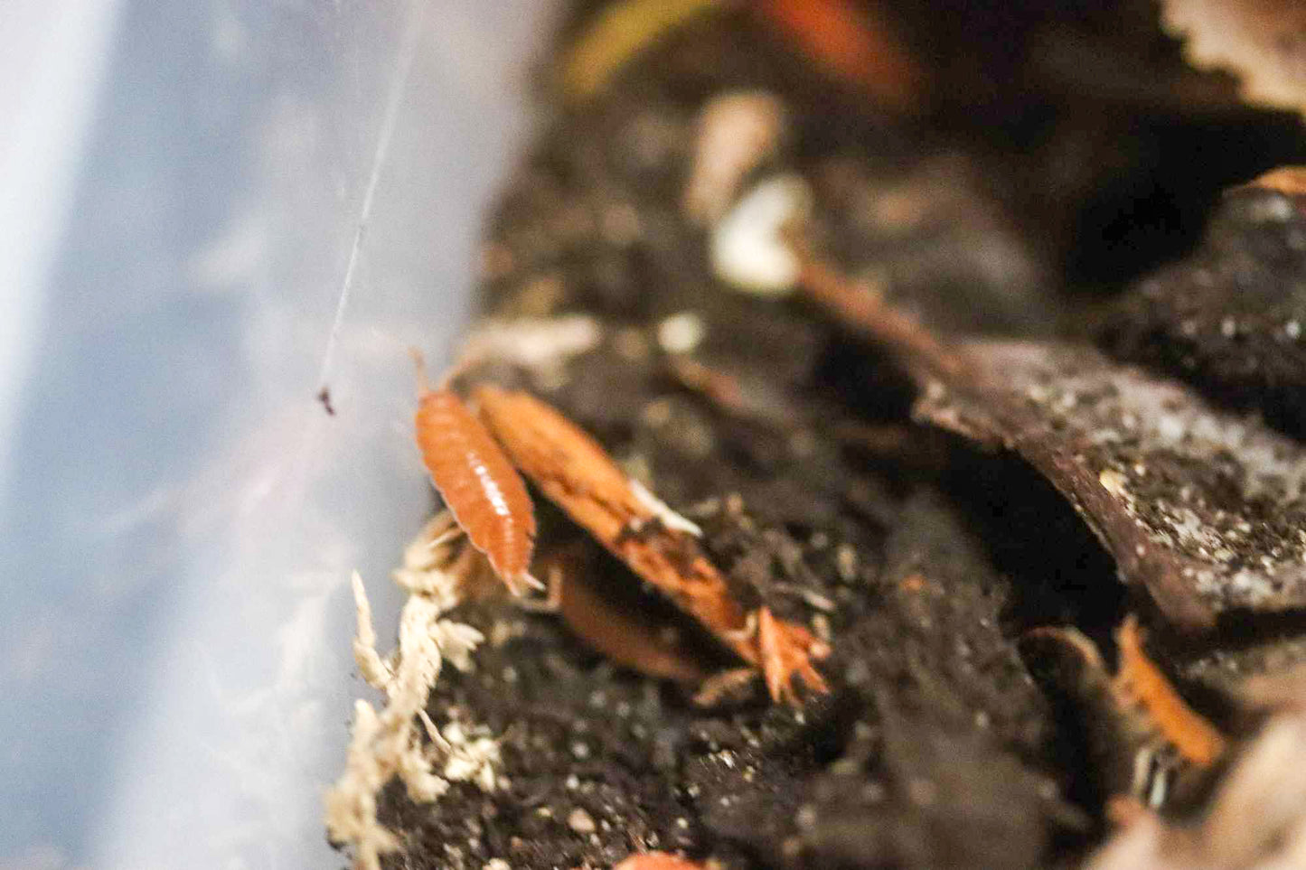 Powder Orange Isopods [Porcellionides Pruinosus]