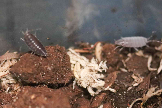 Powder Blue Isopods [Porcellionides Pruinosus]