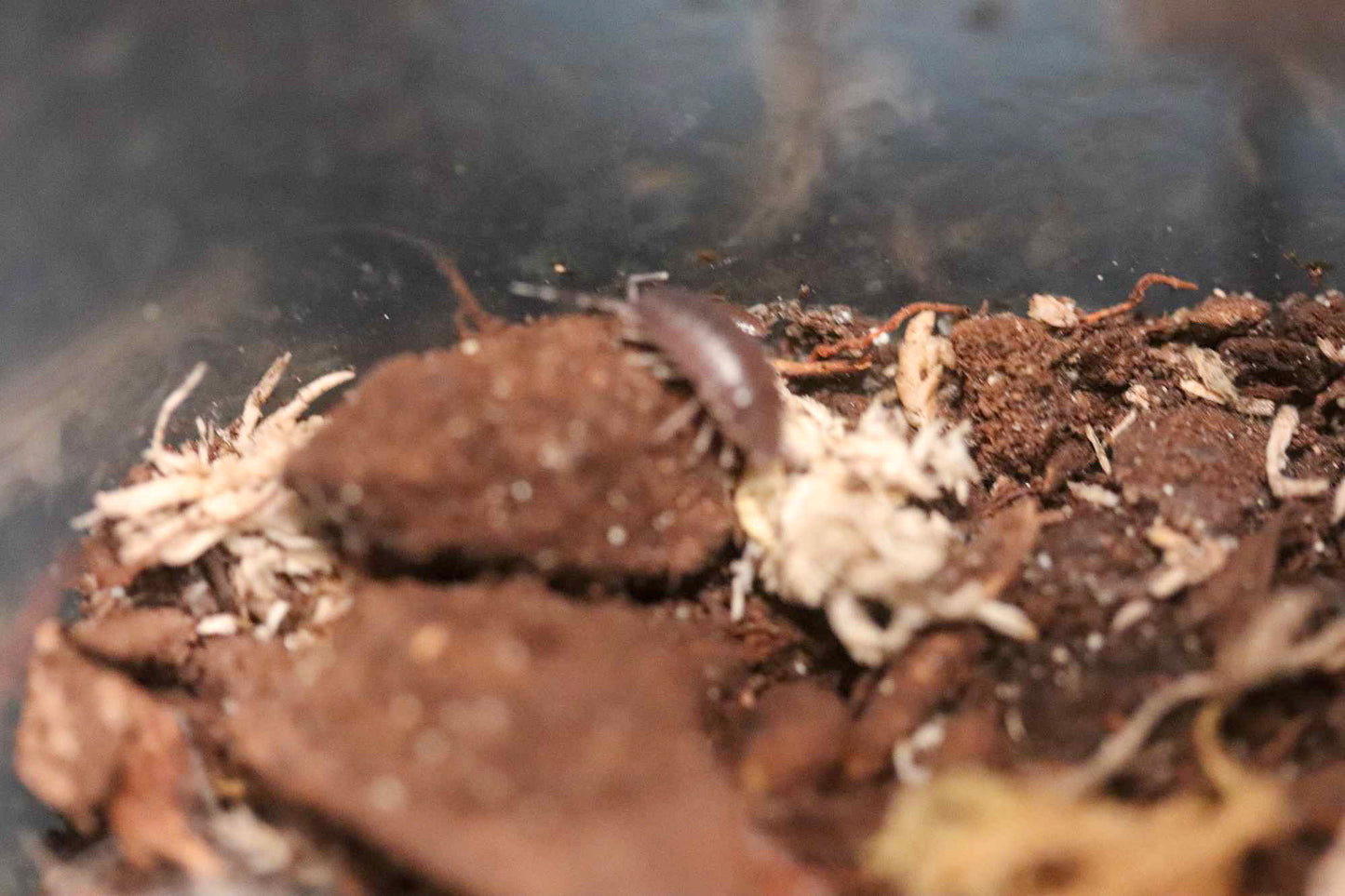 Powder Blue Isopods [Porcellionides Pruinosus]