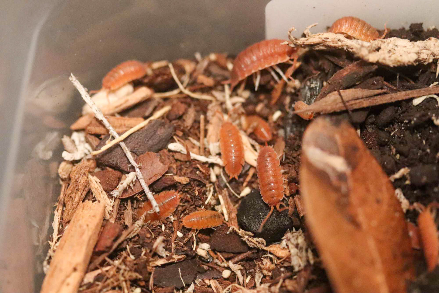 Spanish Orange Isopod [Porcellio Scaber]
