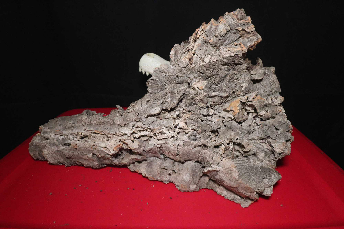 Cork Bark [Cork Flats]