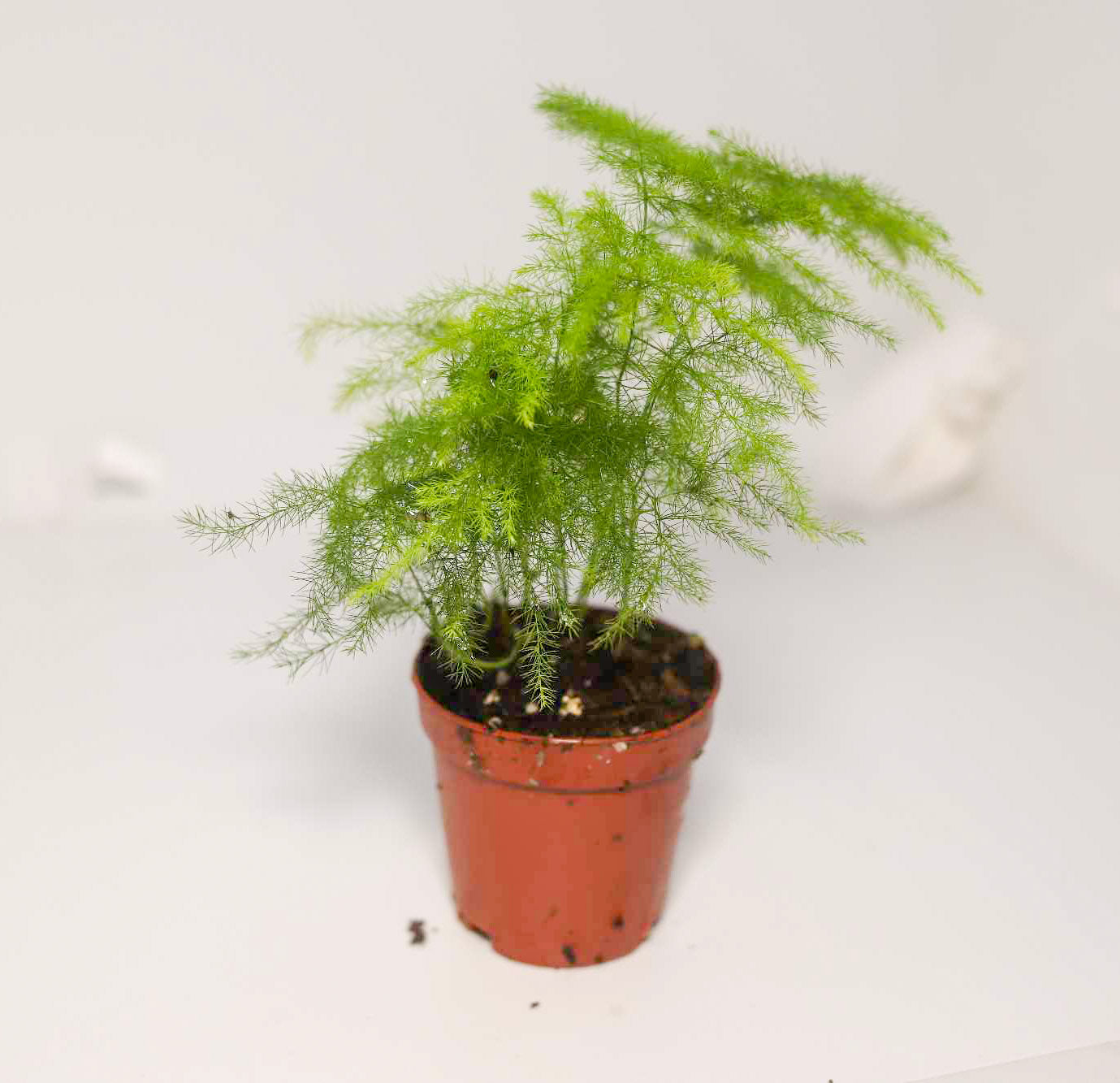 Asparagus Fern [Asparagus Setaceus]