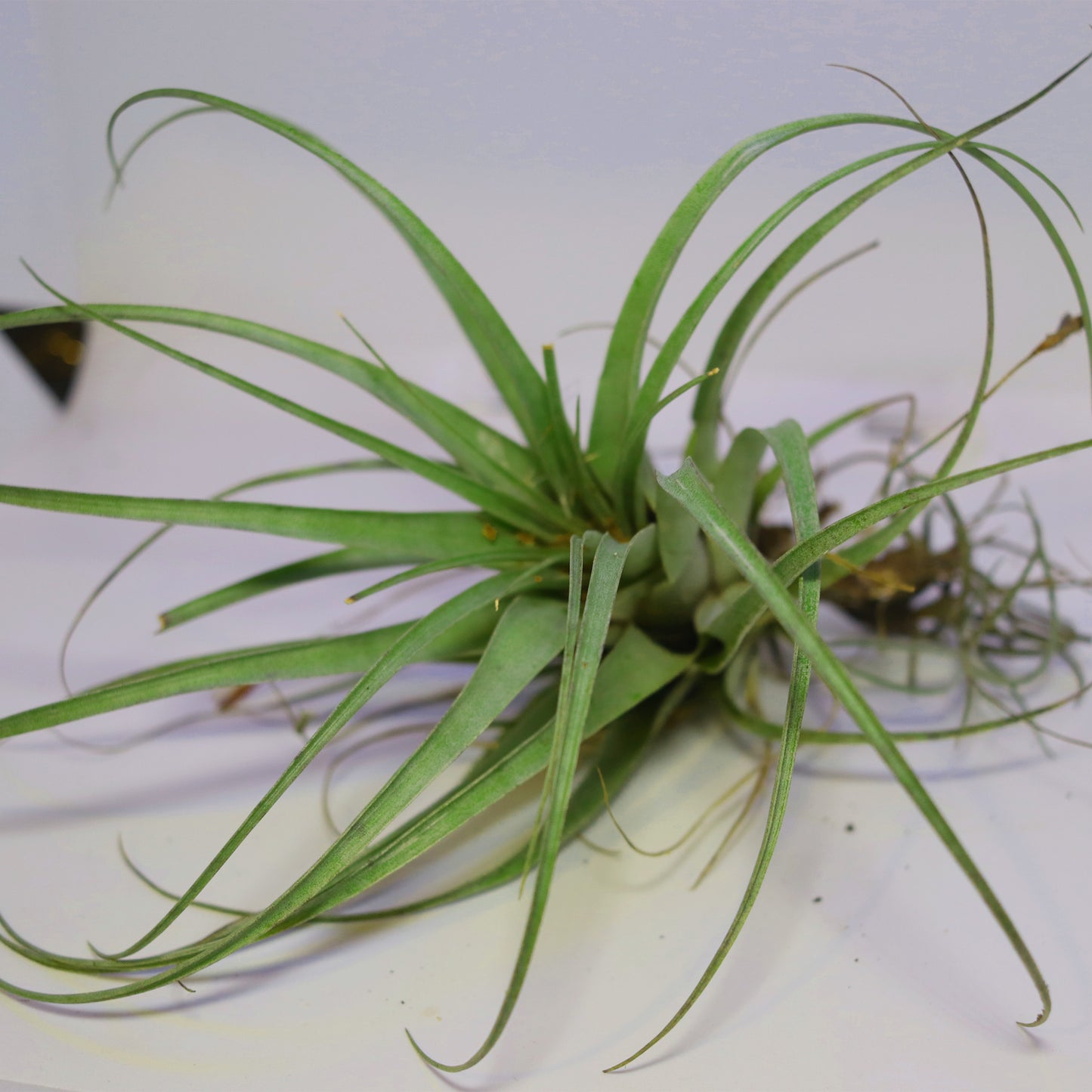 Large Air Plant [Tillandsia]