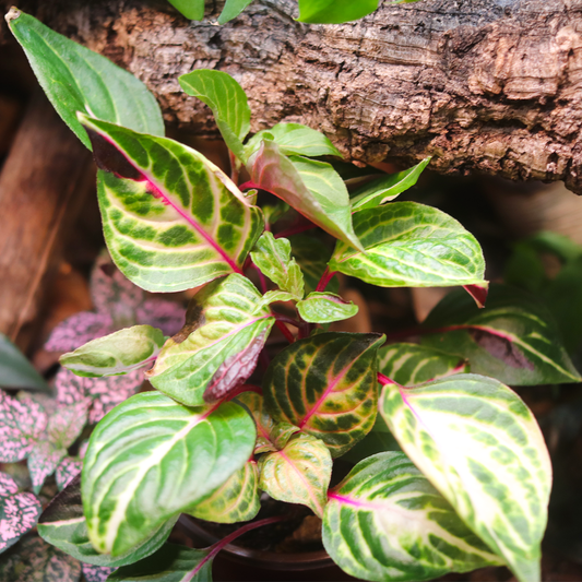 Blood Leaf Plant (Iresine herbstii) 4 Inch Pot