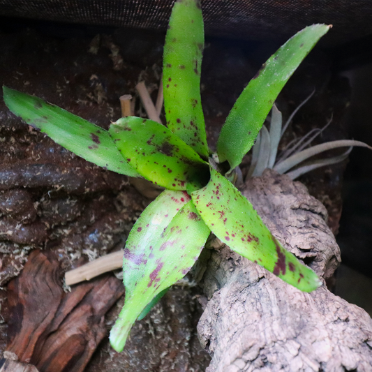 Bromeliads [Green/Purple]