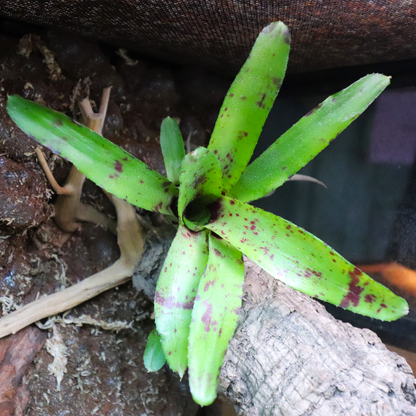 Bromeliads [Green/Purple]