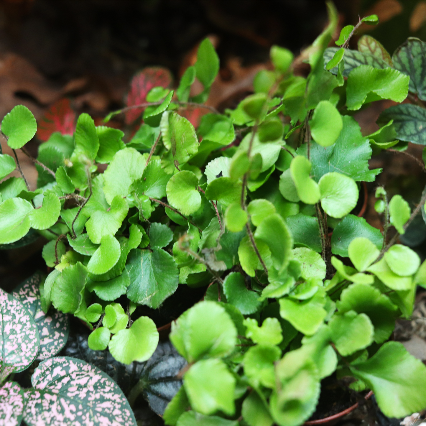 Button Fern