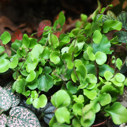 Button Fern