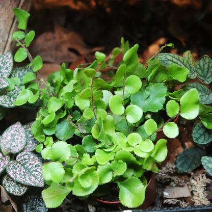 Button Fern