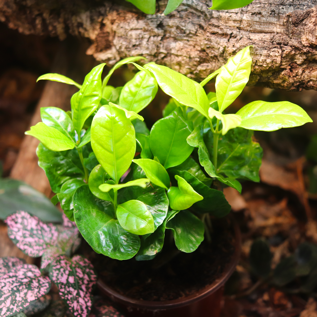 Arabian Coffee Plant (Coffea arabica) 4 Inch Pot