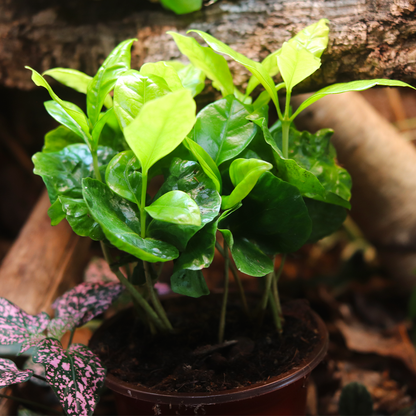 Arabian Coffee Plant (Coffea arabica) 4 Inch Pot