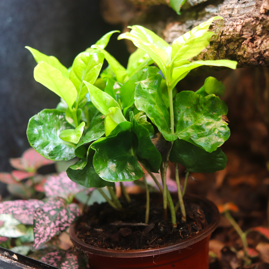 Arabian Coffee Plant (Coffea arabica) 4 Inch Pot